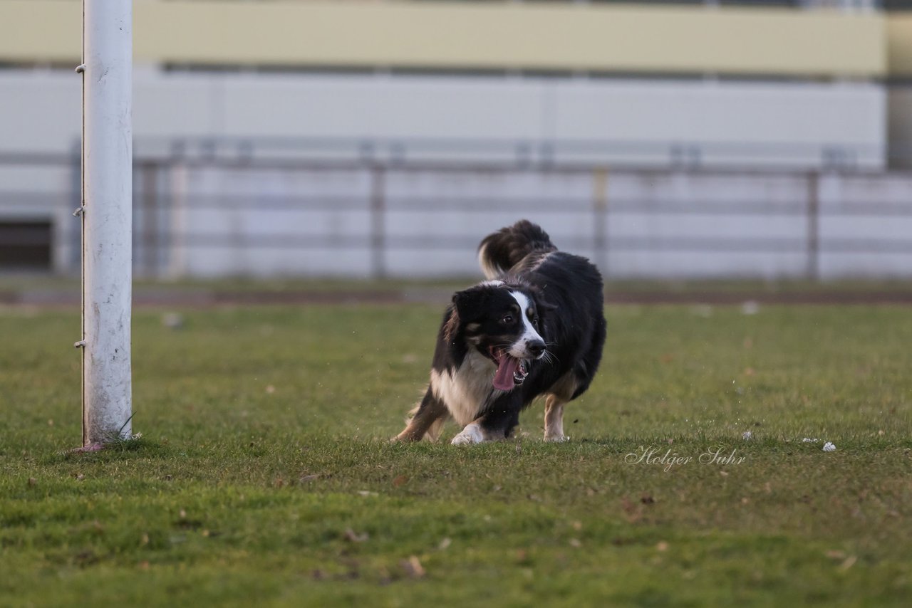 Bild 34 - Hundeshooting